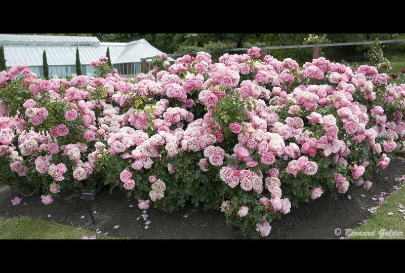 Pink Rose Bush — Serene, Spring