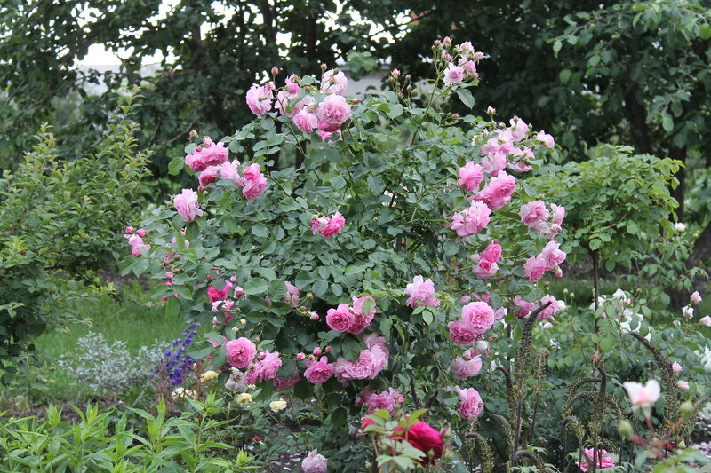 Pink Rose Bush — Serene, Summer, Photograph