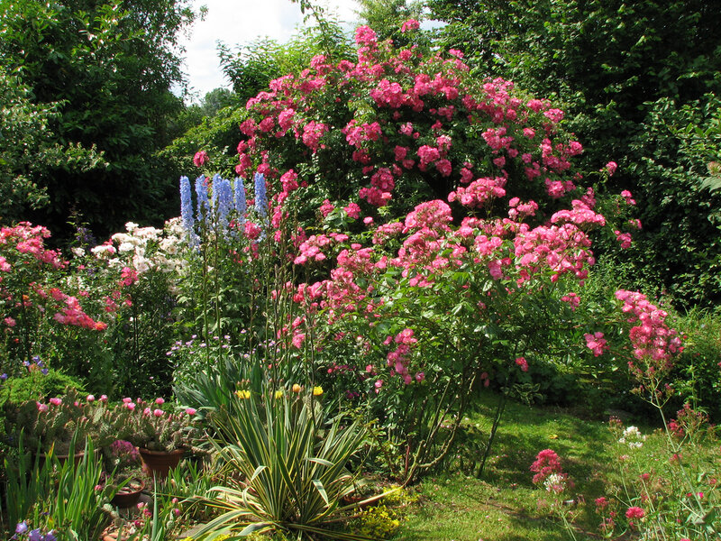 Pink Rose Bush — Serene, Summer