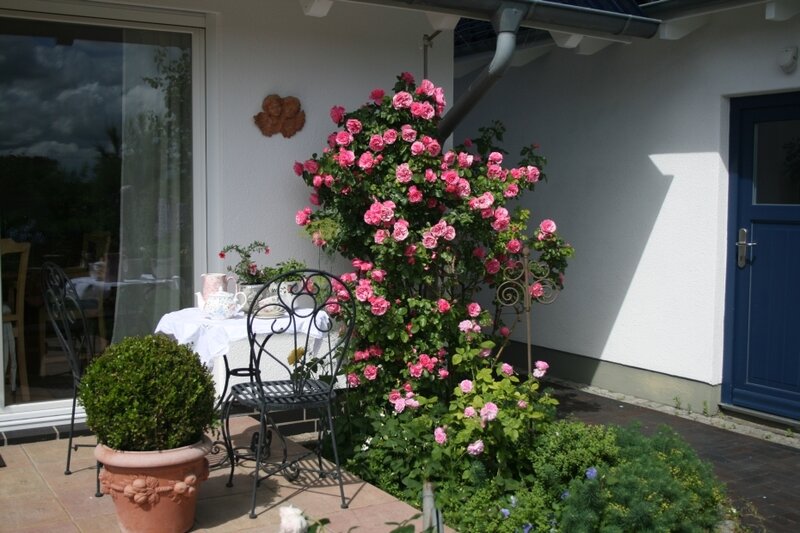 Pink Rose Bush — Serene