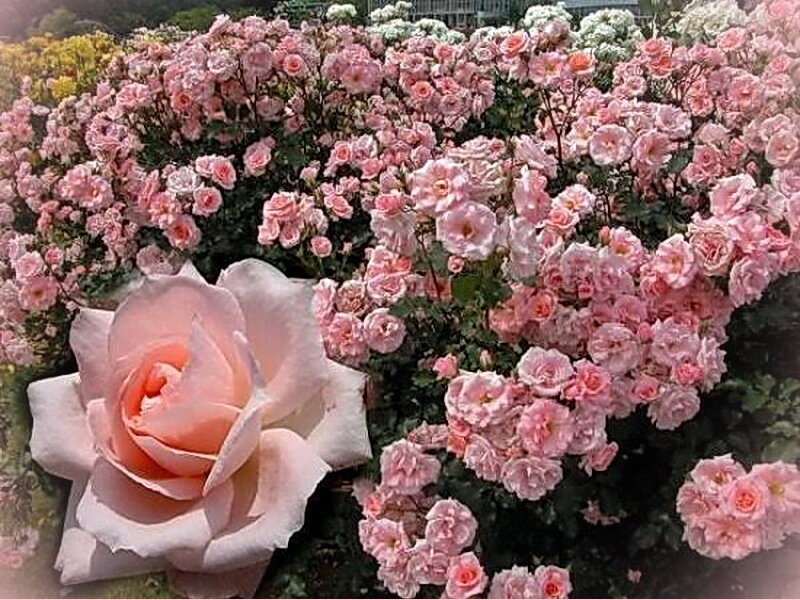 Pink Rose Bush