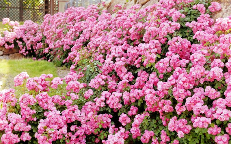 Pink Rose Bushes — Serene, Afternoon