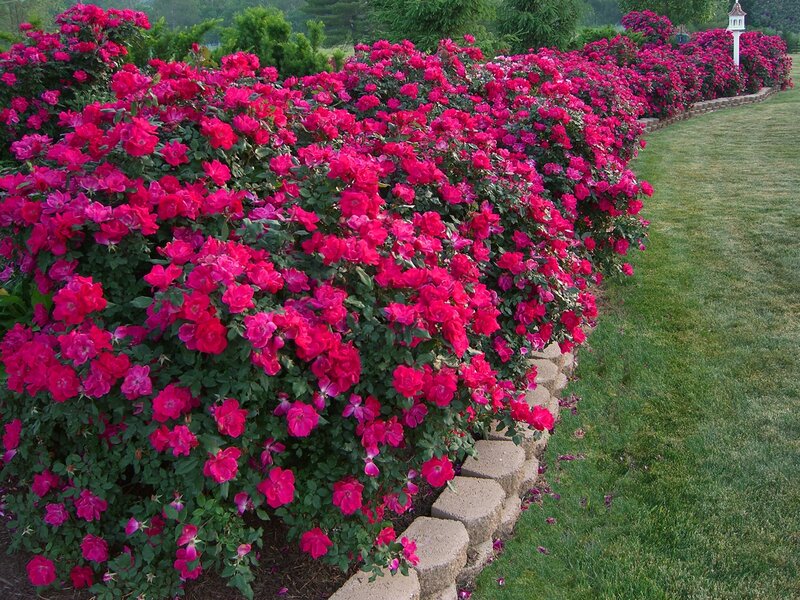 Pink Rose Bushes — Serene