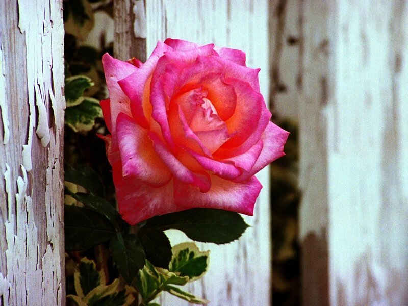 Pink rose by a weathered fence