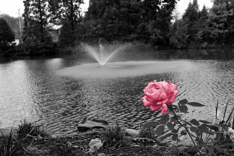 Pink Rose by Pond