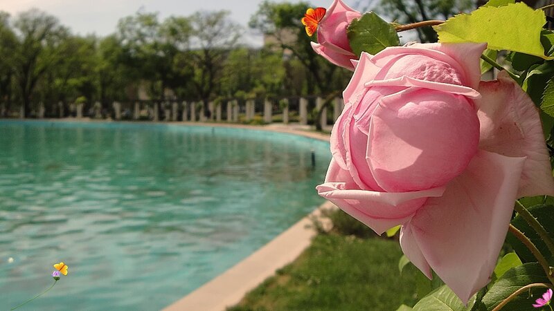 Pink Rose by Pool
