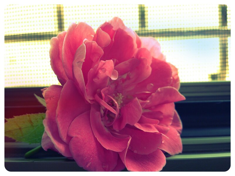 Pink rose by the window