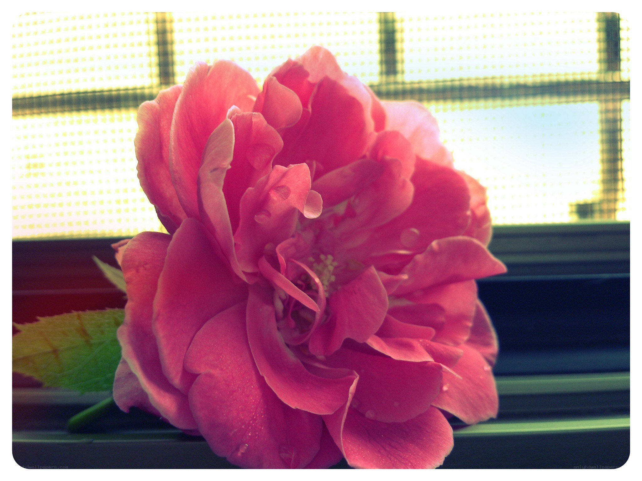 Pink rose by the window