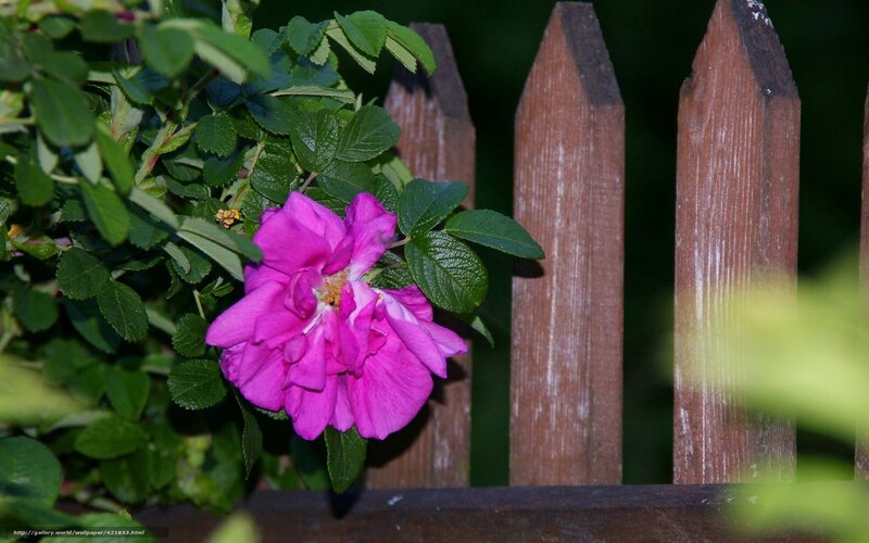 Pink rose by wooden fence