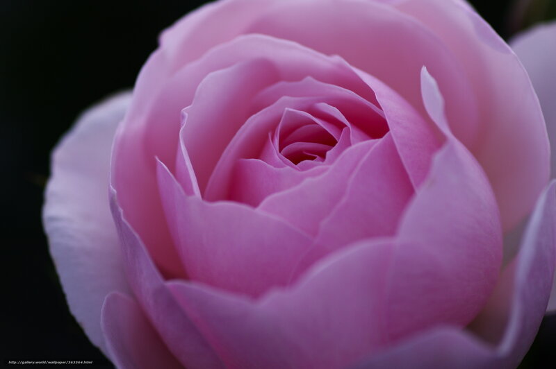 Pink rose close-up