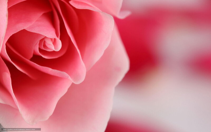 Pink rose close-up