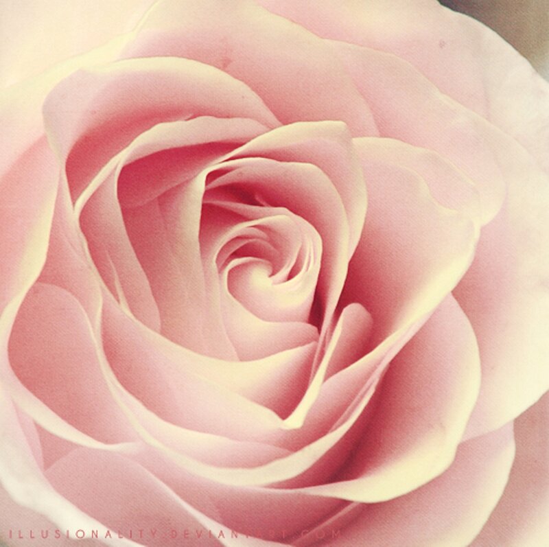 Pink Rose Close-up — Calm