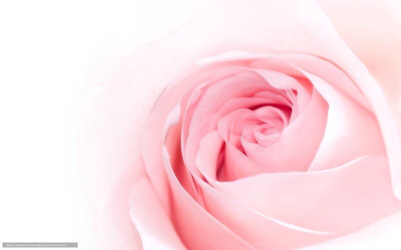 Pink Rose Close-up — Serene, Photograph
