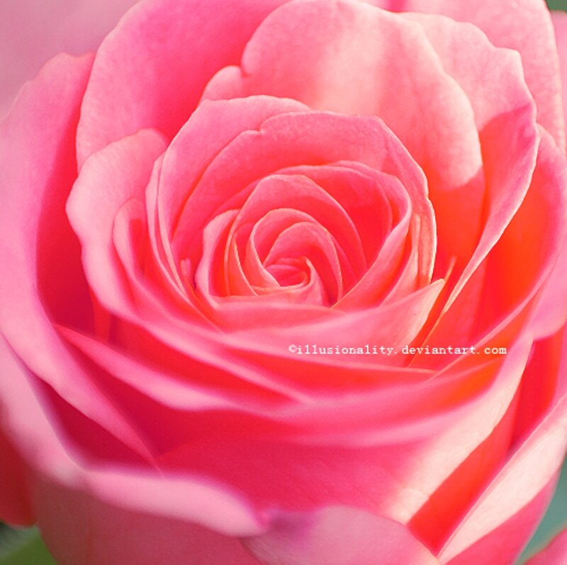 Pink Rose Close-up — Serene