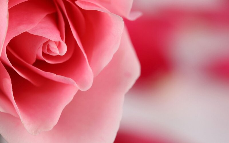 Pink rose close-up