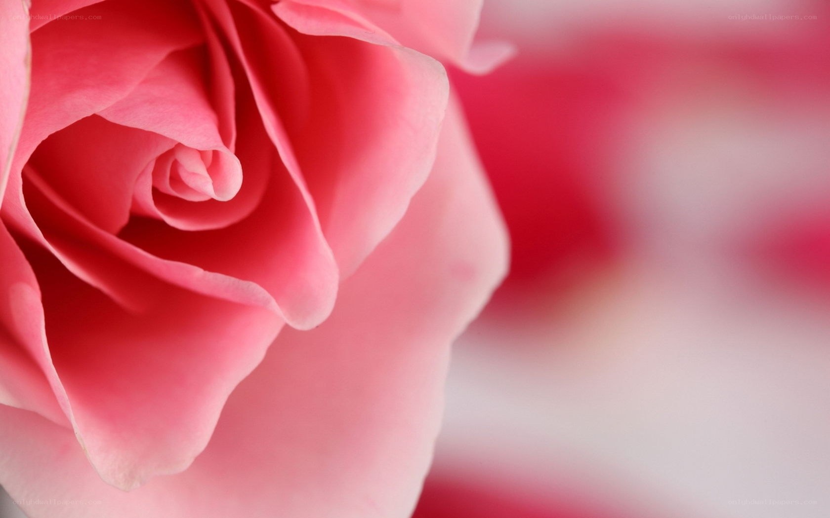 Pink rose close-up