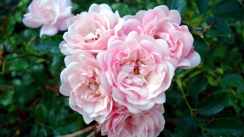 Pink Rose Cluster — Calm, Spring