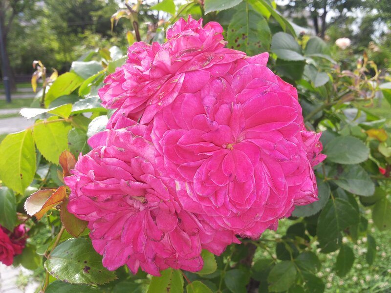 Pink Rose Cluster — Calm