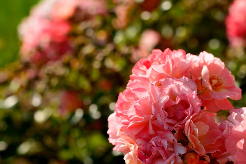 Pink Rose Cluster — Serene
