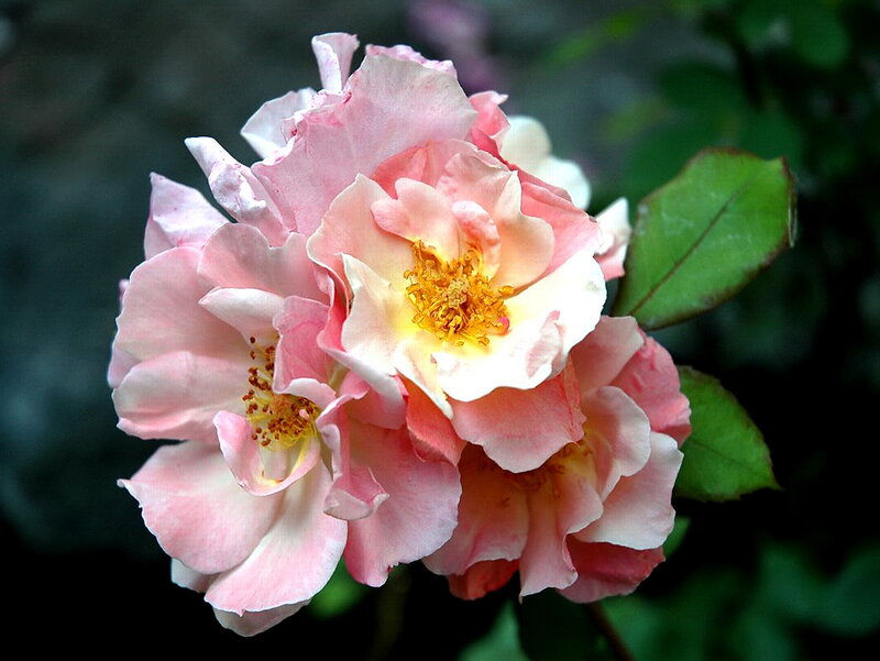 Pink Rose Cluster