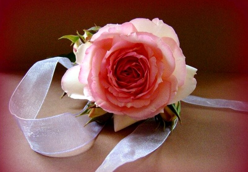 Pink Rose Corsage — Calm, Photograph