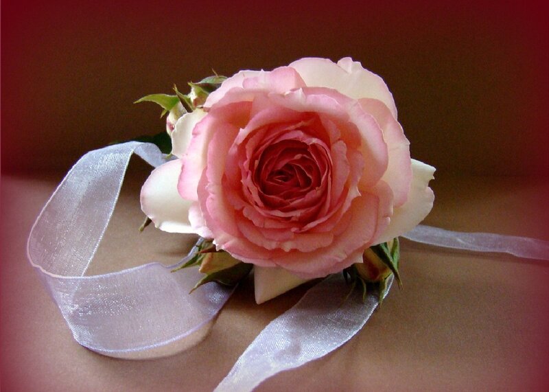 Pink Rose Corsage — Elegant, Photograph