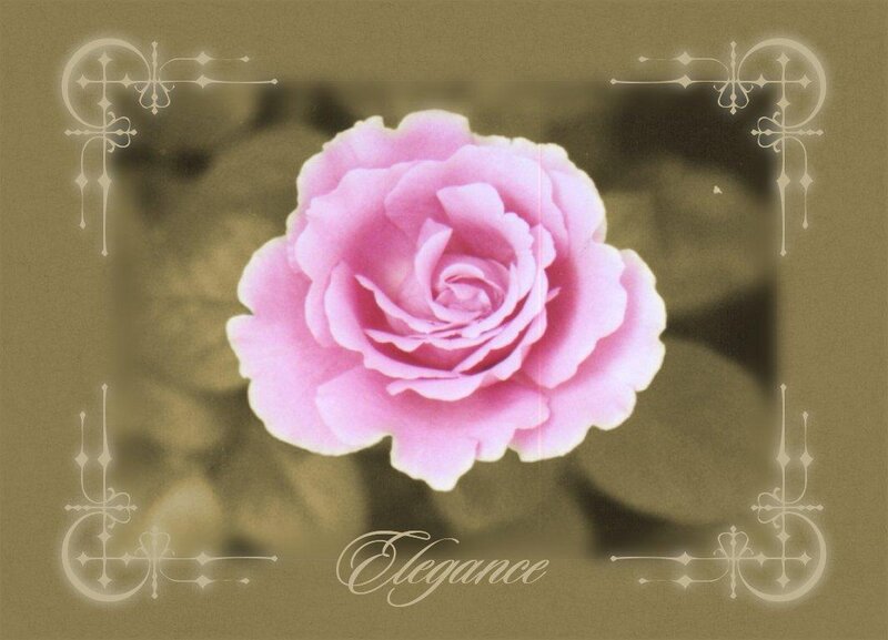 Pink rose elegance