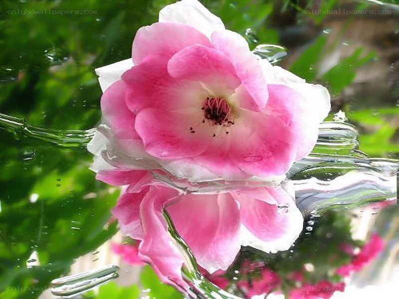 Pink rose floating on water