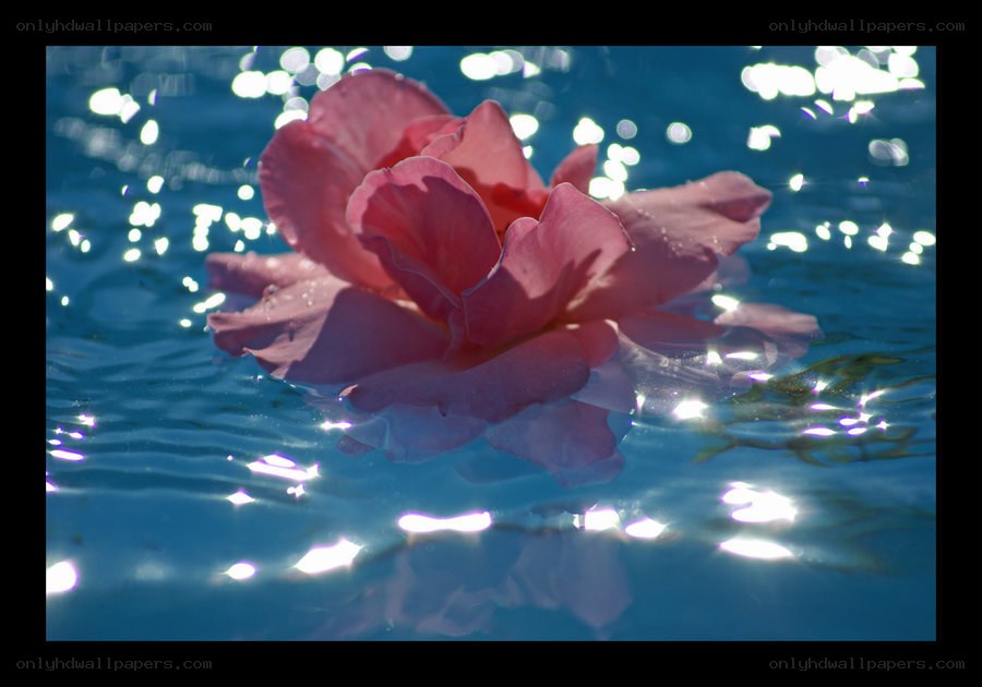 pink rose floating on water