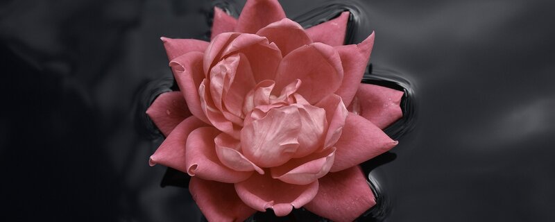 Pink rose floating on water