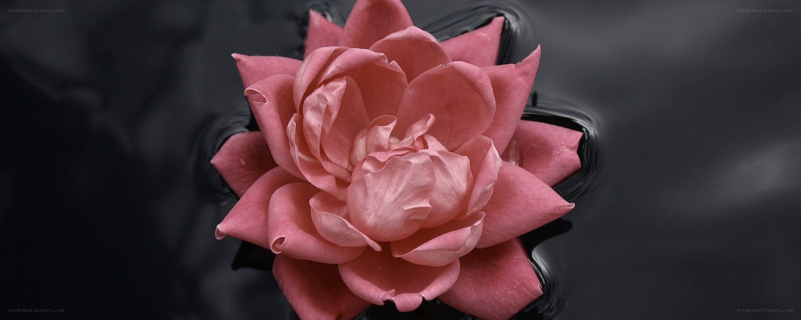 Pink rose floating on water
