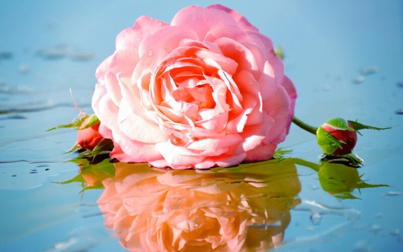 Pink Rose Floating — Serene, Afternoon, Photograph