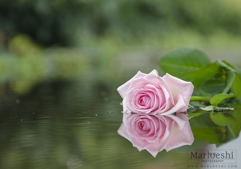Pink Rose Floating — Serene, Photograph