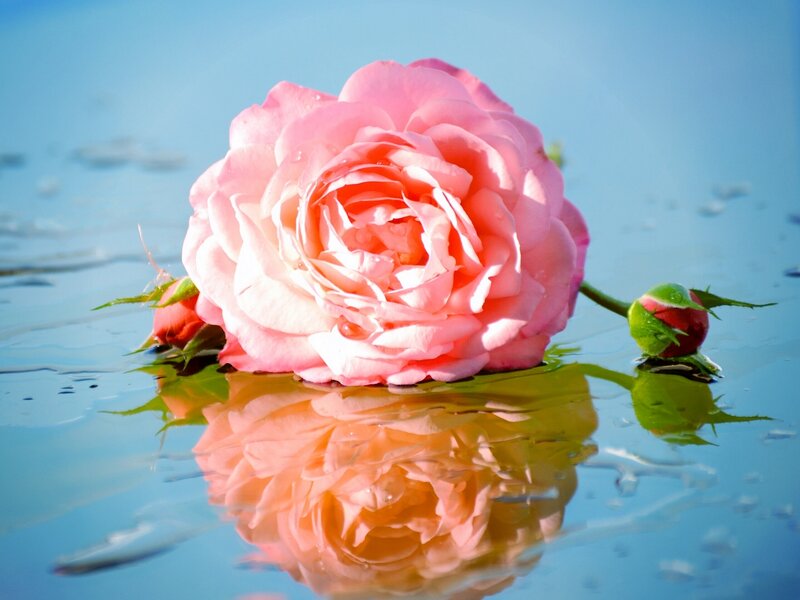Pink Rose Floating — Serene