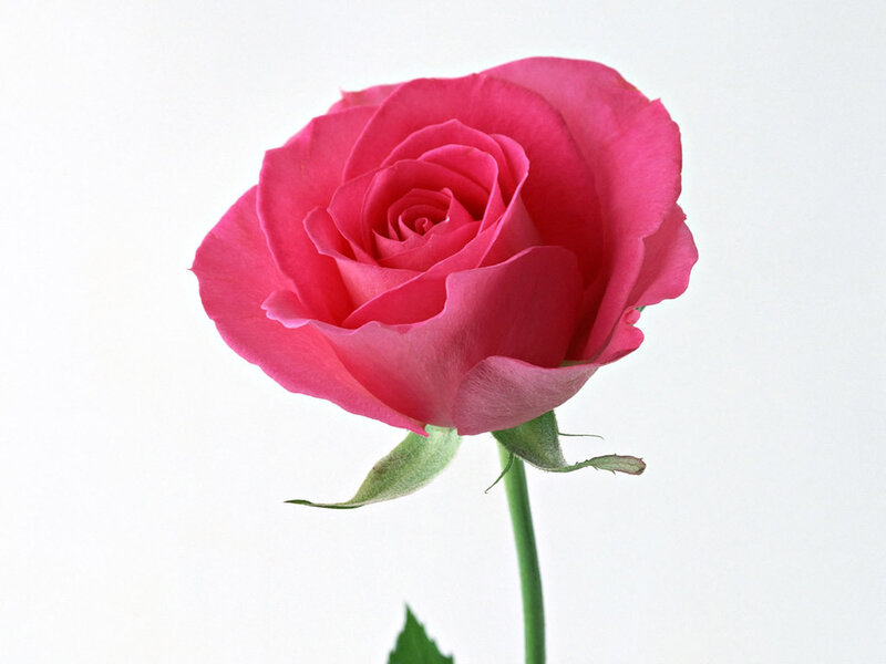 pink rose flower