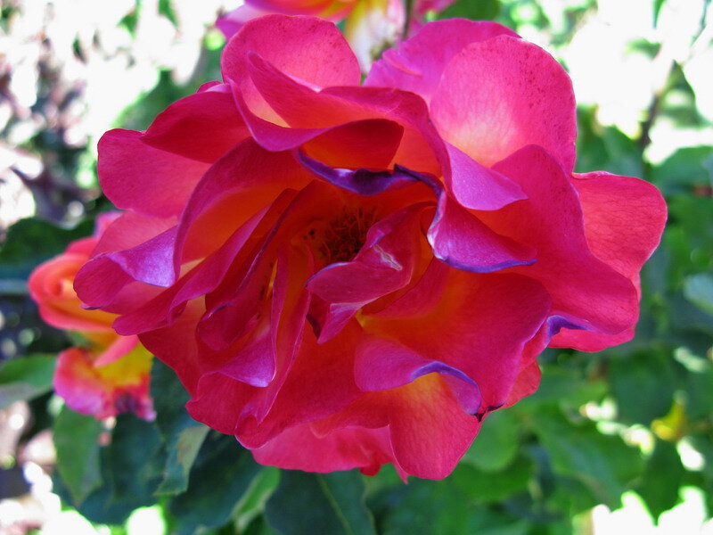 Pink Rose Flower — Bright