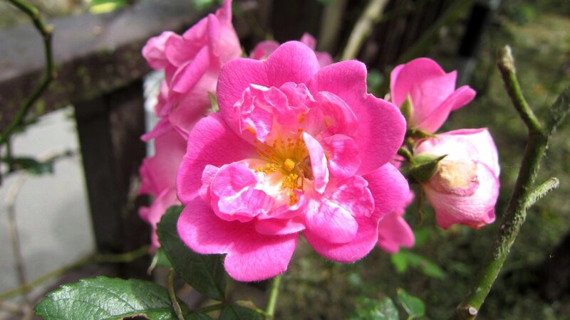 Pink Rose Flower — Calm, Afternoon, Photograph, Bloom, Bud