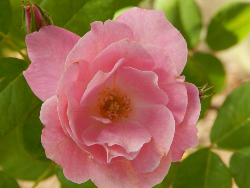 Pink Rose Flower — Calm, Afternoon, Photograph, Bud, Leaves