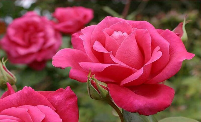 Pink Rose Flower — Calm, Afternoon, Photograph, Buds, Leaves, Greenery