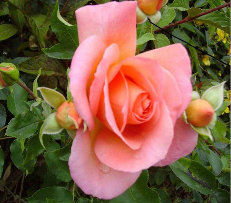 Pink Rose Flower — Calm, Afternoon, Photograph, Buds, Leaves, Stem