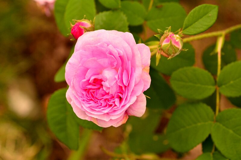 Pink Rose Flower — Calm, Afternoon, Photograph, Buds, Leaves