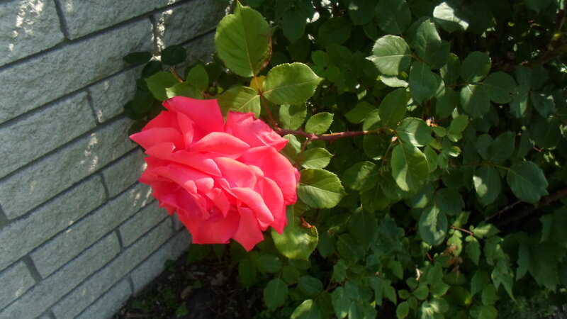 Pink Rose Flower — Calm, Afternoon, Photograph, Bush, Leaves