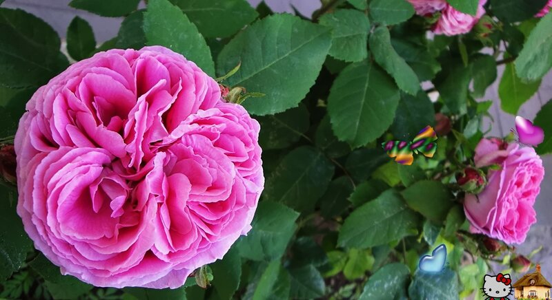 Pink Rose Flower — Calm, Afternoon, Photograph, Butterfly