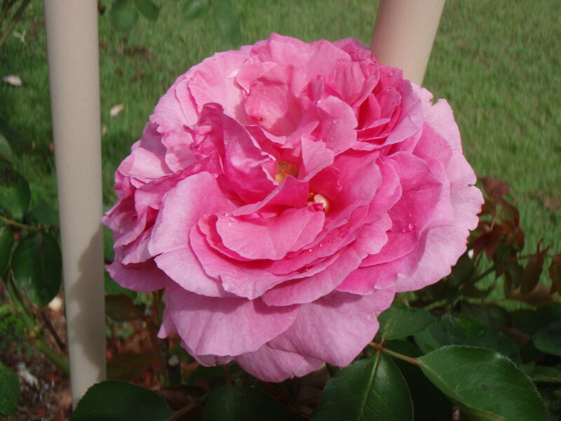 Pink Rose Flower — Calm, Afternoon, Photograph, Grass, Leaves