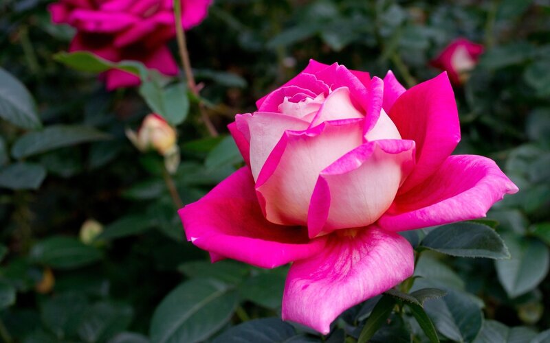 Pink Rose Flower — Calm, Afternoon, Photograph, Green Leaves, Bud, White