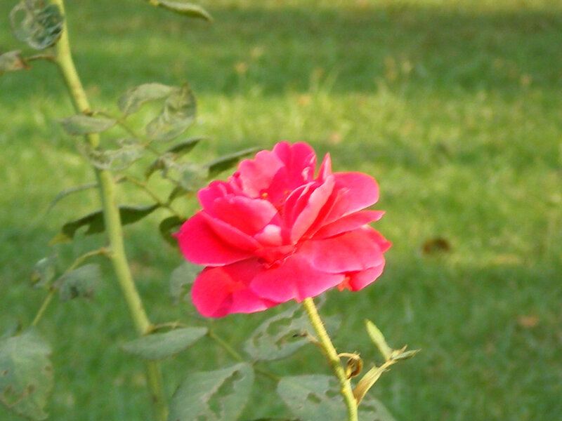 Pink Rose Flower — Calm, Afternoon, Photograph, Green Leaves, Grass