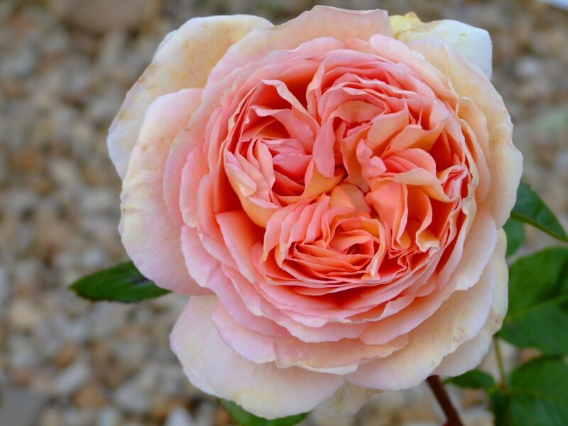Pink Rose Flower — Calm, Afternoon, Photograph, Green Leaves, Pebbles
