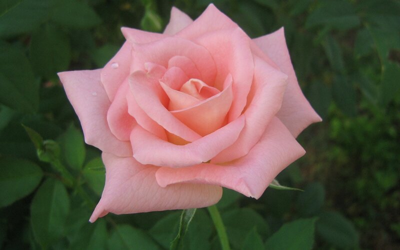 Pink Rose Flower — Calm, Afternoon, Photograph, Green Leaves, Petal