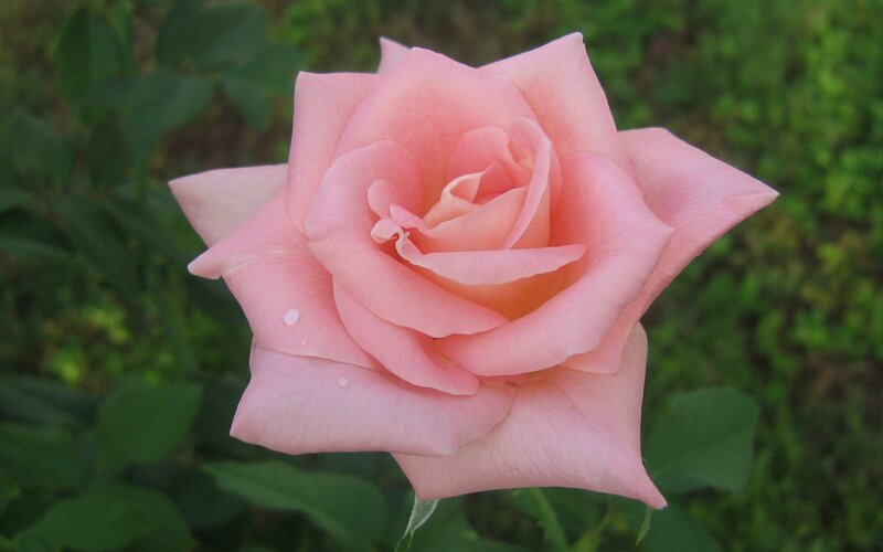 Pink Rose Flower — Calm, Afternoon, Photograph, Green Leaves, Petals