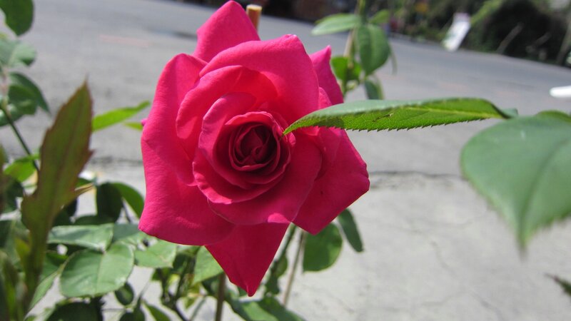 Pink Rose Flower — Calm, Afternoon, Photograph, Green Leaves, Road